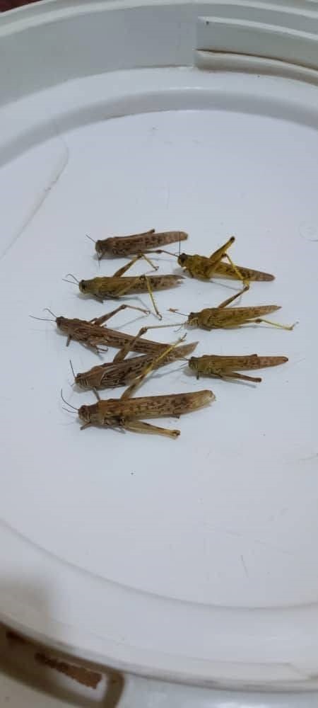 Image1_32025831126515132028.jpg